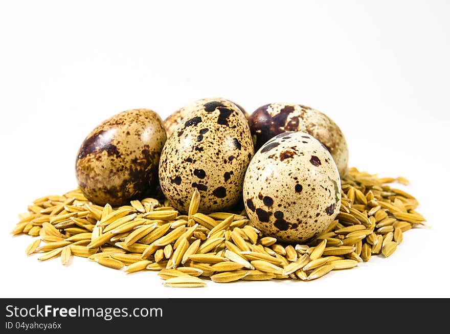 Quail eggs on rice husk  on white background