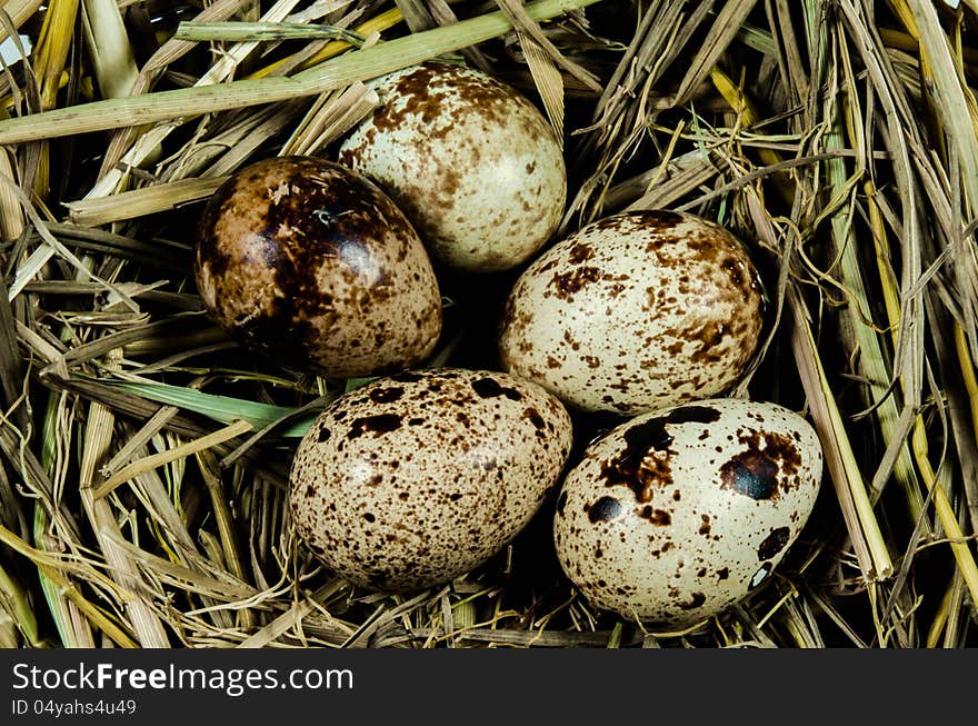 Quail eggs in nest close up