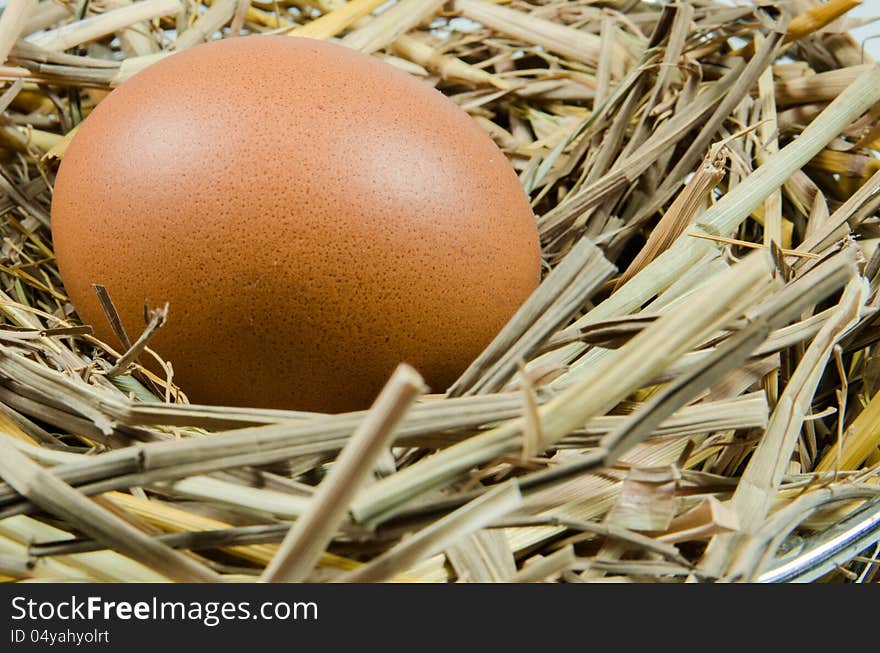 Egg in nest close up