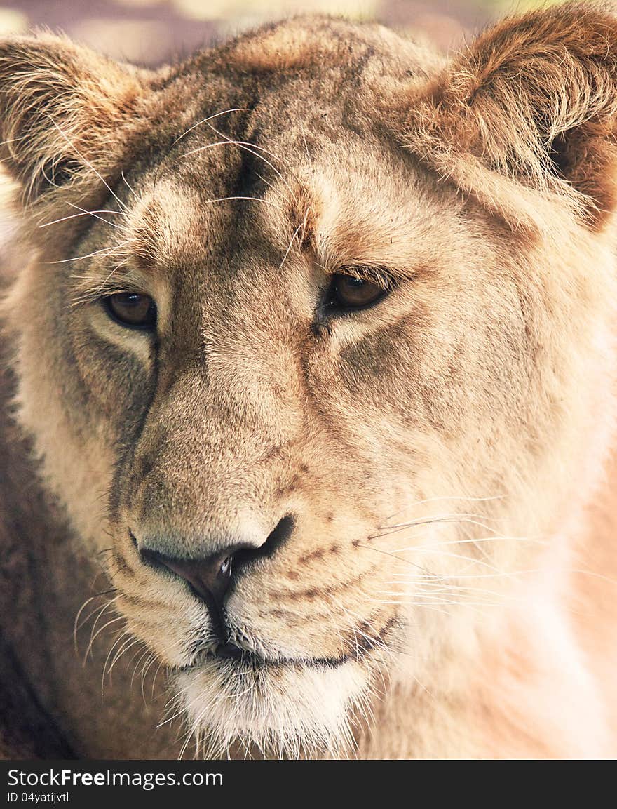 Close up of a young lioness