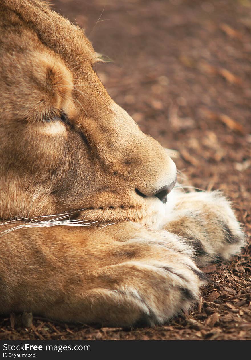 Lioness sleeping with its head on its paws