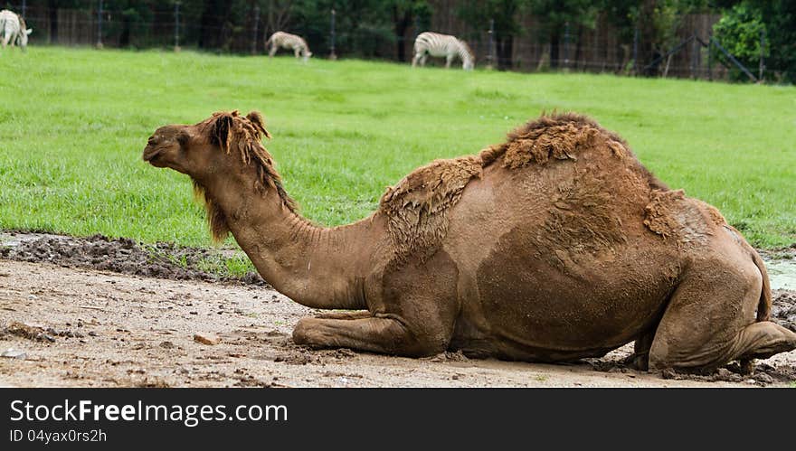 Dromedary camel sit on the zoo