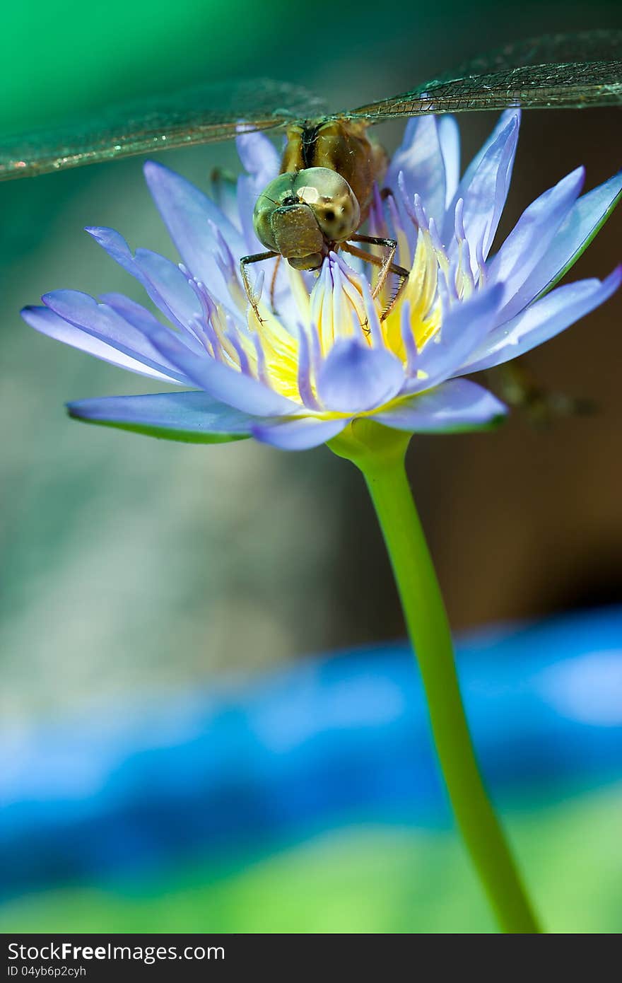 Dragonfly on a lotus blossom.