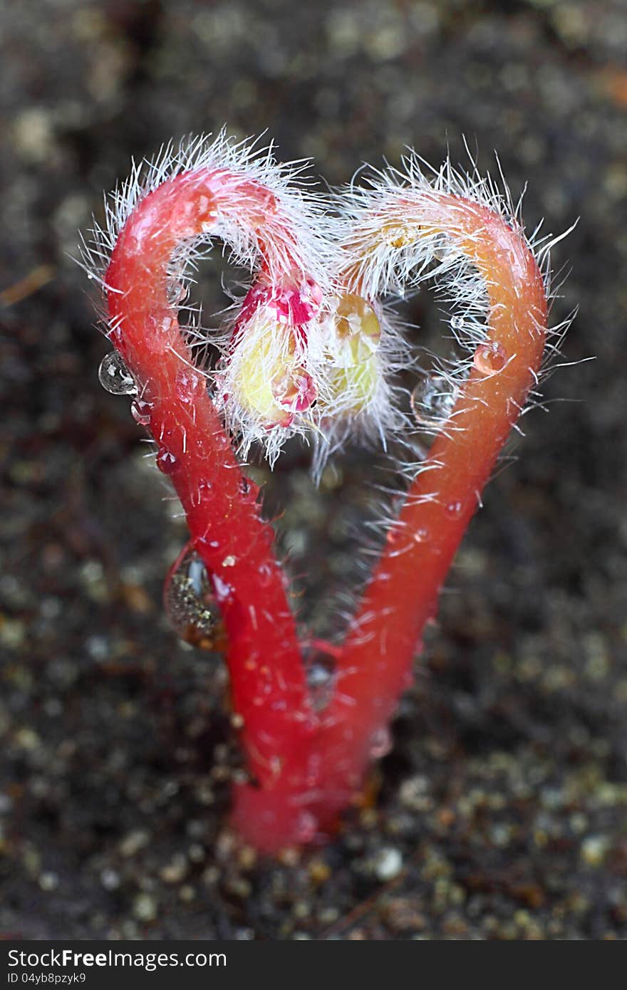 Young sprouts of Candycane Sorrel (Oxalis versicolor) grow in heart shape. Extreme macro closeup on soil background with bokeh. Young sprouts of Candycane Sorrel (Oxalis versicolor) grow in heart shape. Extreme macro closeup on soil background with bokeh