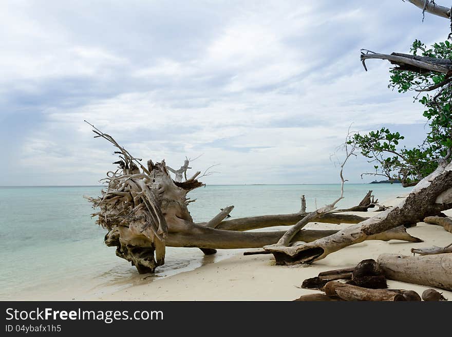 Dead trees and dry on beach , Thailand