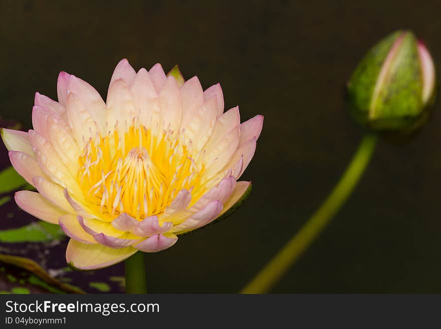 Pink Lotus Flowers In Thailand