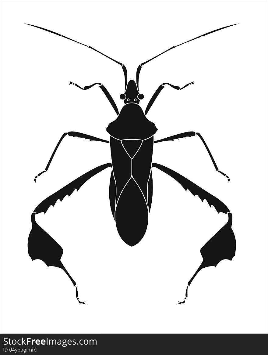 Vector image of leaf bug