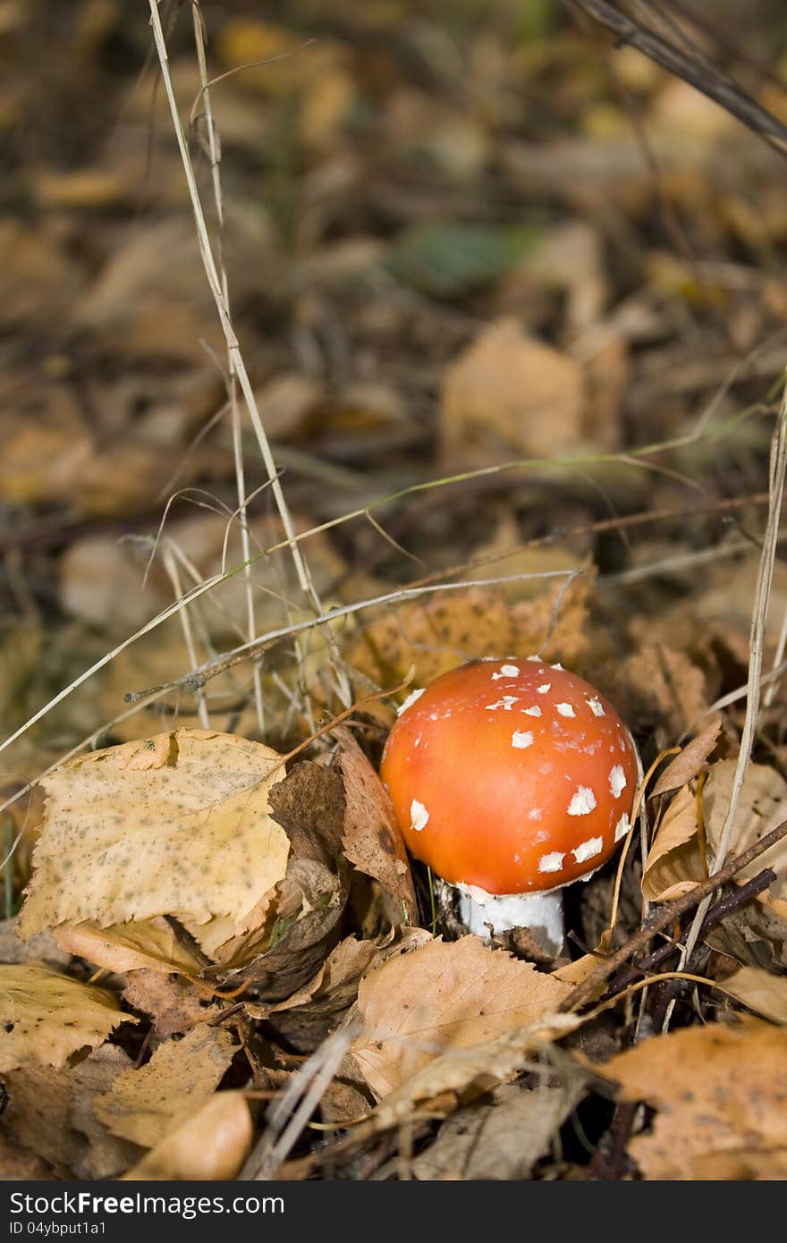 Red Toadstool On Forest