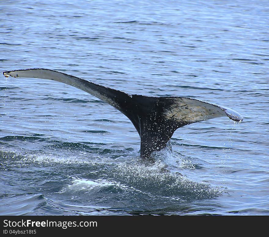 Humpback whale off the coast of East Coast of USA,. Humpback whale off the coast of East Coast of USA,