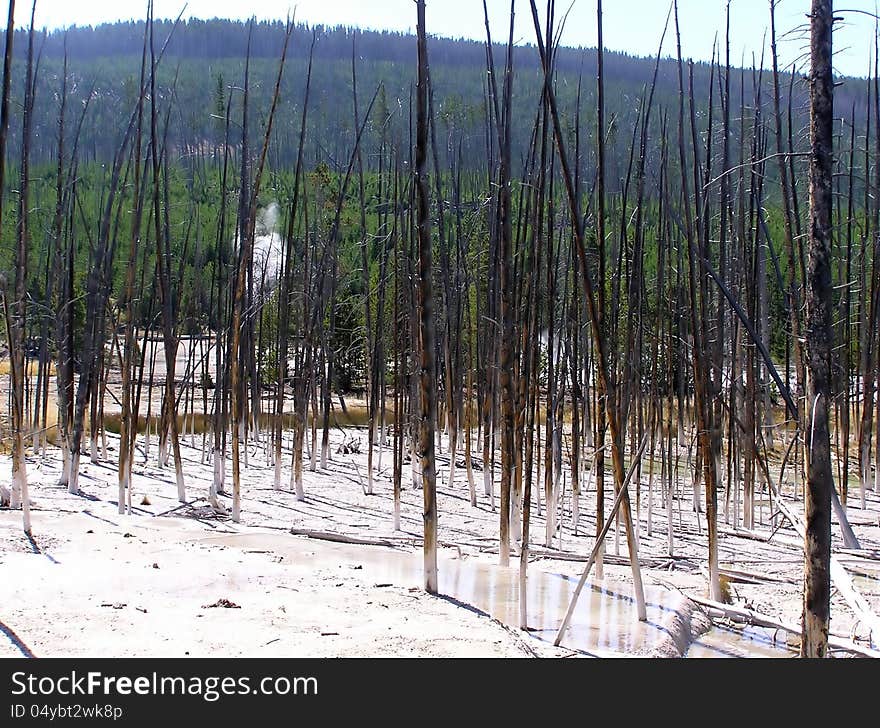 View of trees in the Cisterin Spring, Yellowstone National Park, Wyoming. View of trees in the Cisterin Spring, Yellowstone National Park, Wyoming.