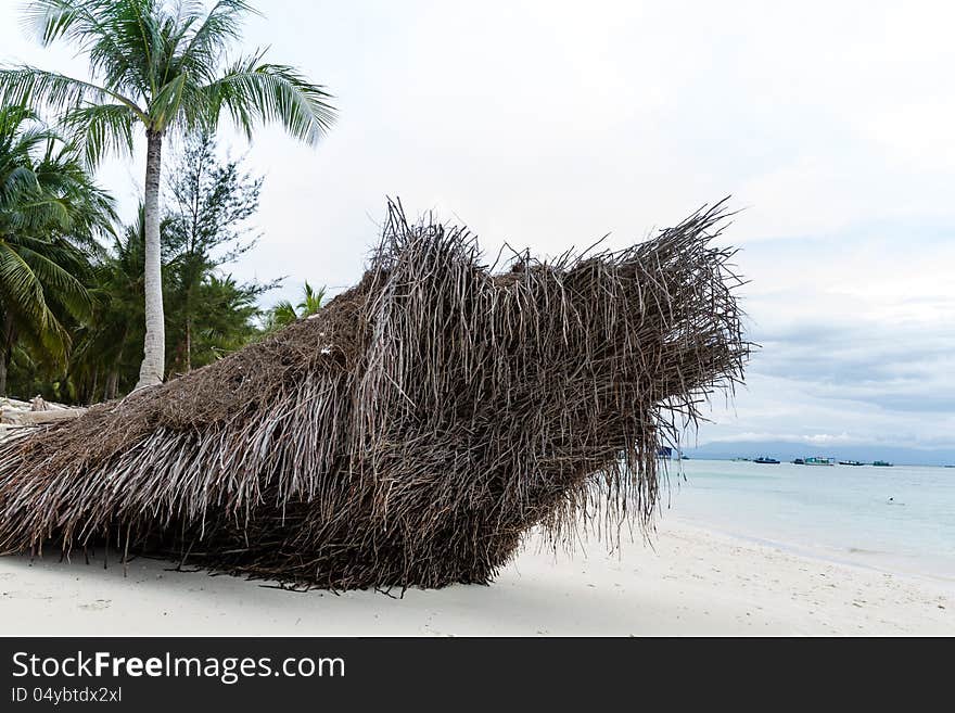 Coconut with roots on the sand beach