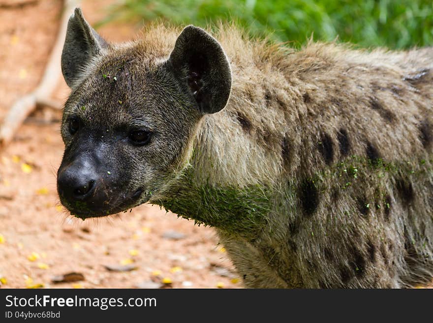 Close up of a spotted hyena