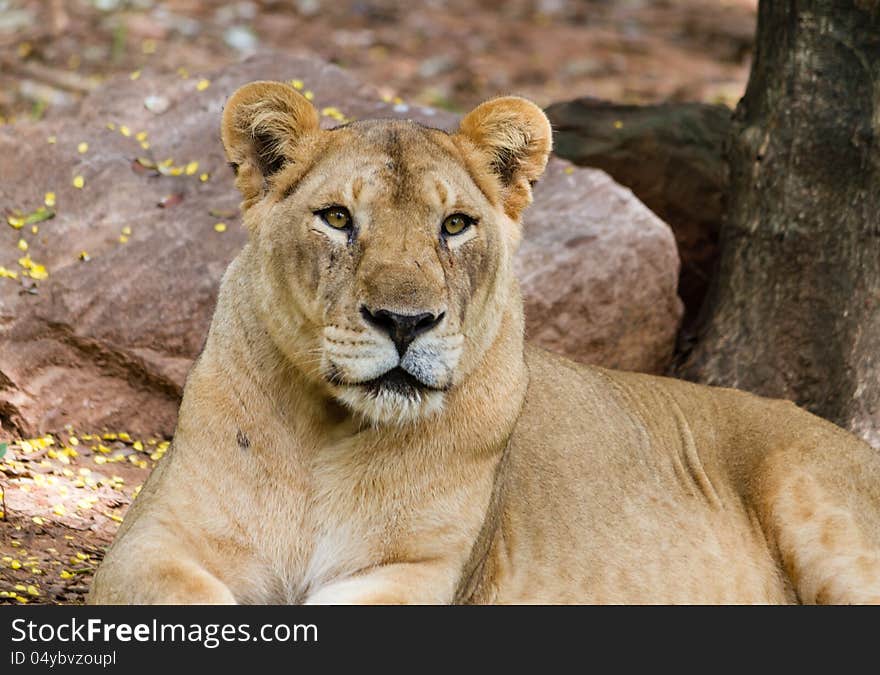 Close-up portrait of a old lion in nature