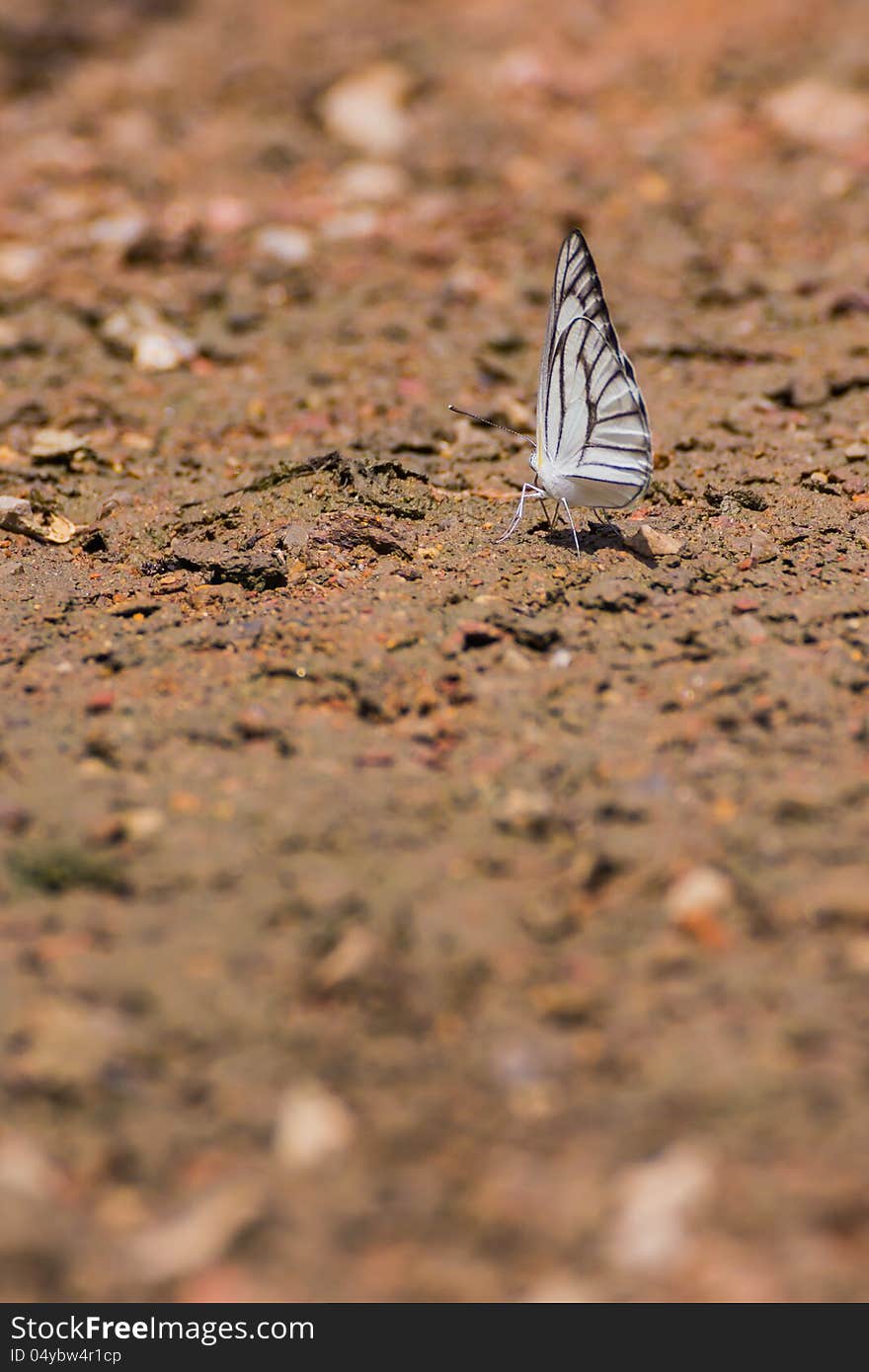 Beautyful Butterfly