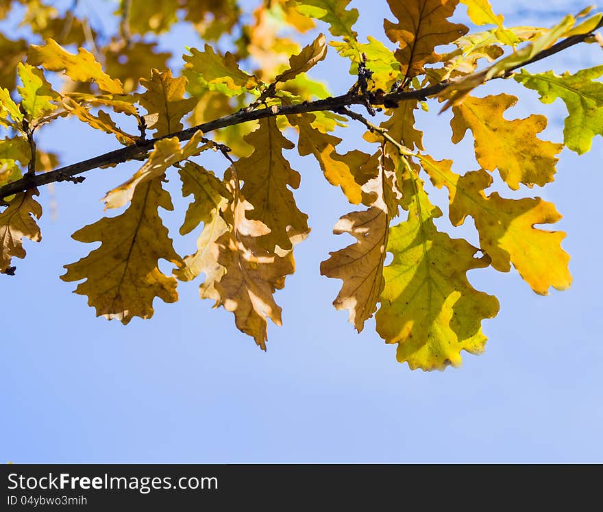 Autumnal yellow oak's leaves on blue background. Autumnal yellow oak's leaves on blue background