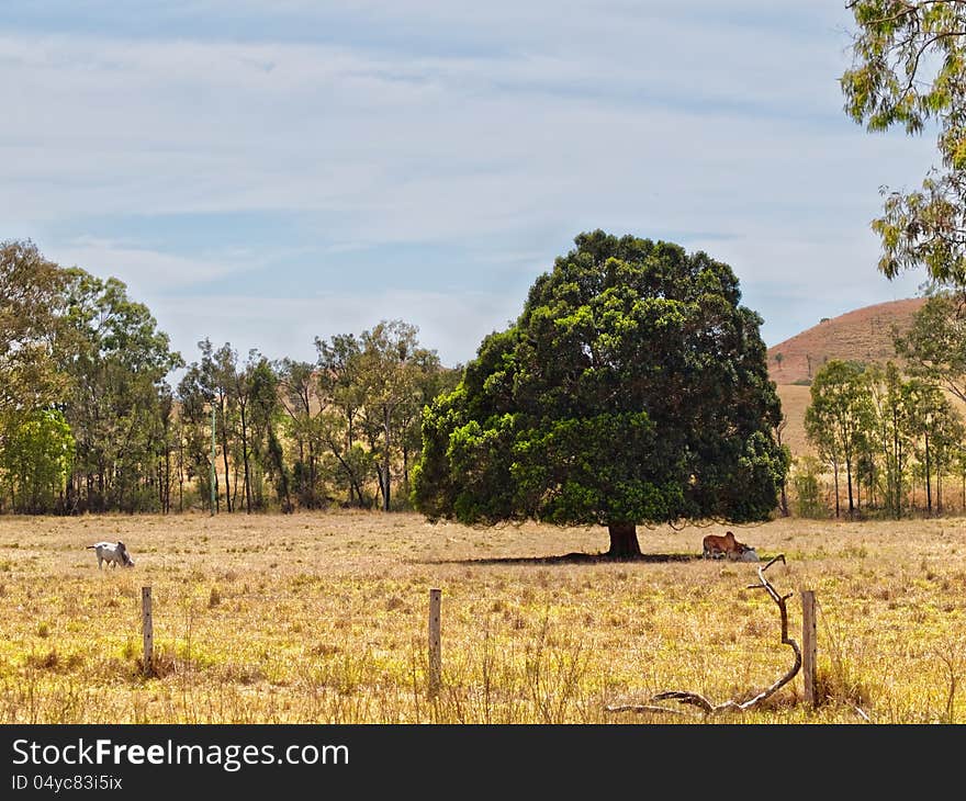 Land cleared solitary fig tree for shade