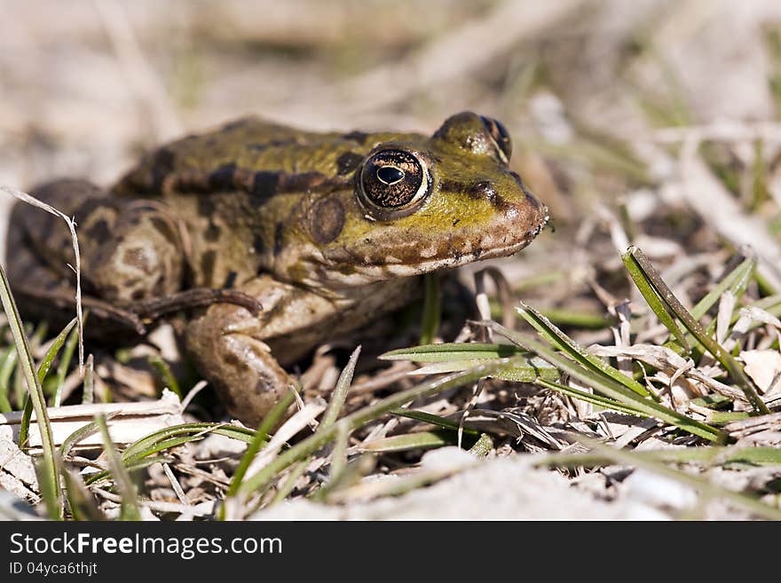 Little frog sitting in the grass