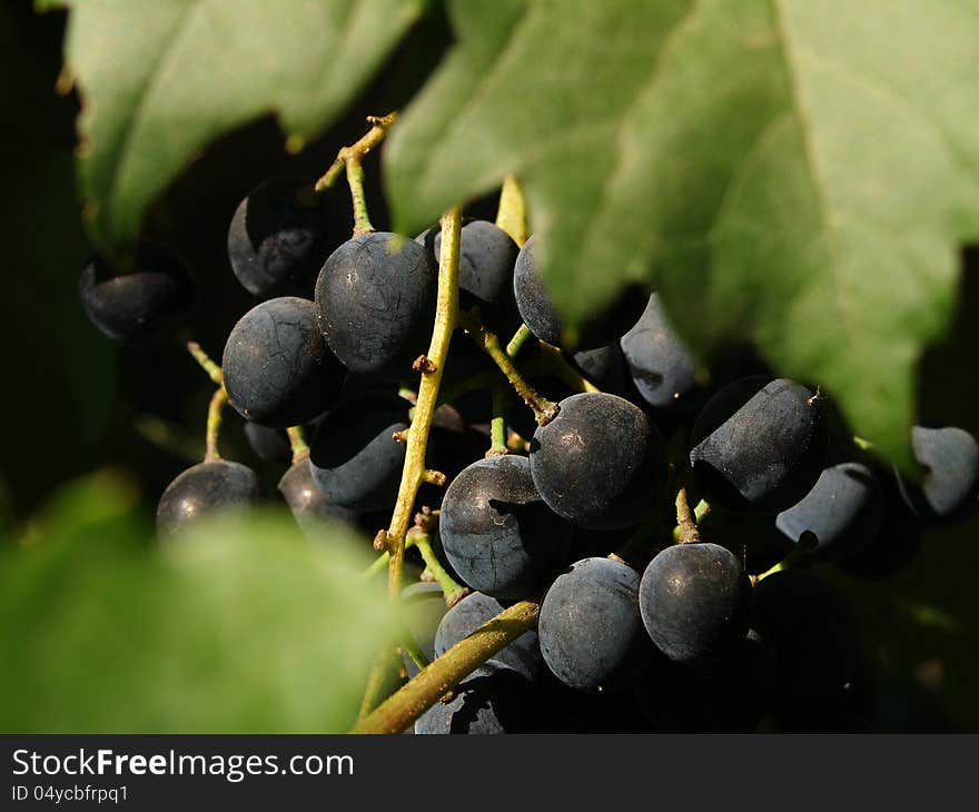 Table grape behind leafs ready for harvest. Table grape behind leafs ready for harvest.