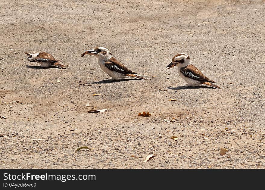 Kookaburras Australian native bird wildlife feeding on ground