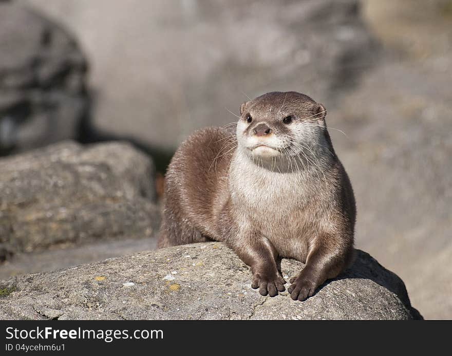 Otter