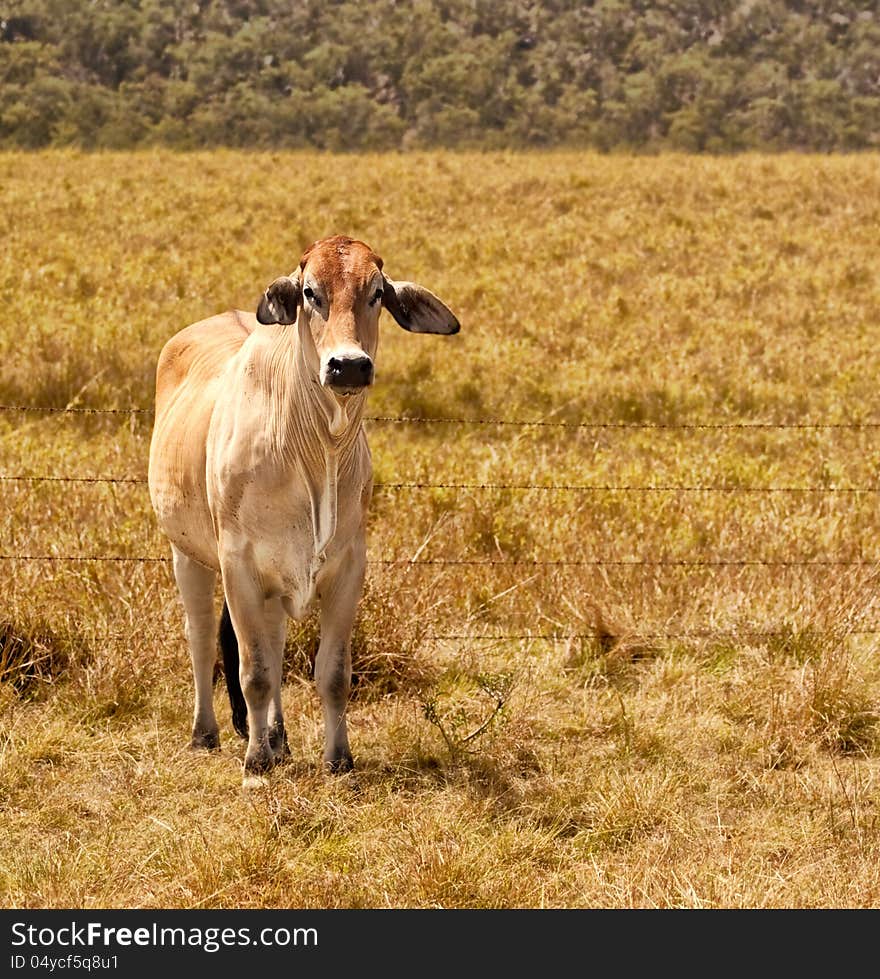 Young zebu brahman cow on cattle ranch grassland pasture field for beef cattle industry