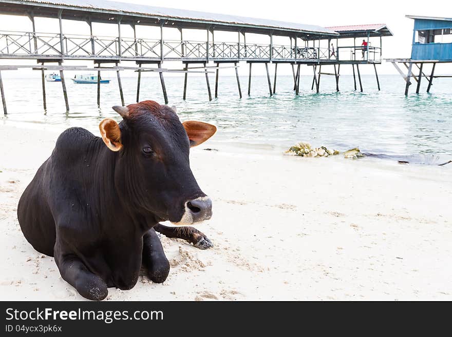 Cow sitting on the luxury white sand beach. Cow sitting on the luxury white sand beach