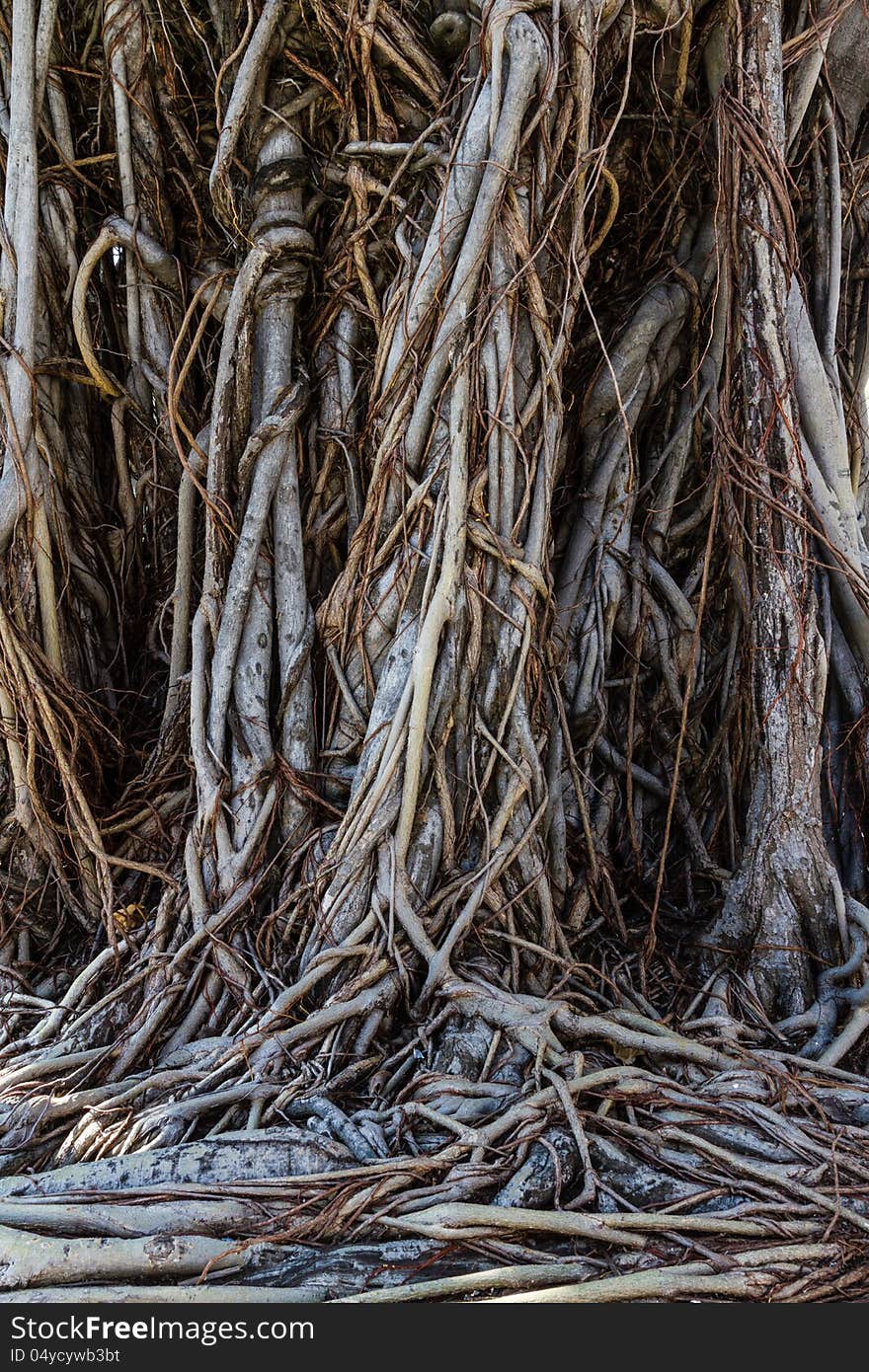 Tree Roots in the nature