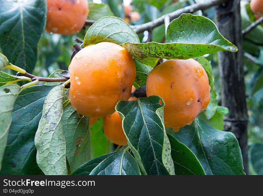 Organic persimmons in Thailand. This is the organic fruit grown by hill tribe people.