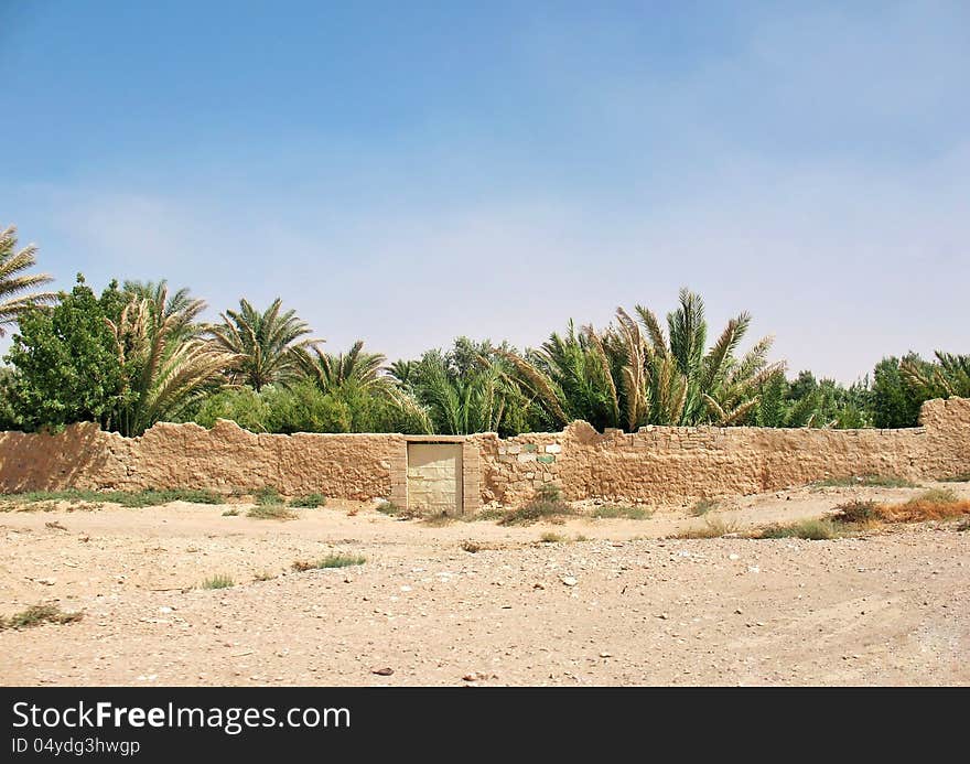 Date palms behind the ancient wall in the sandy desert. Date palms behind the ancient wall in the sandy desert