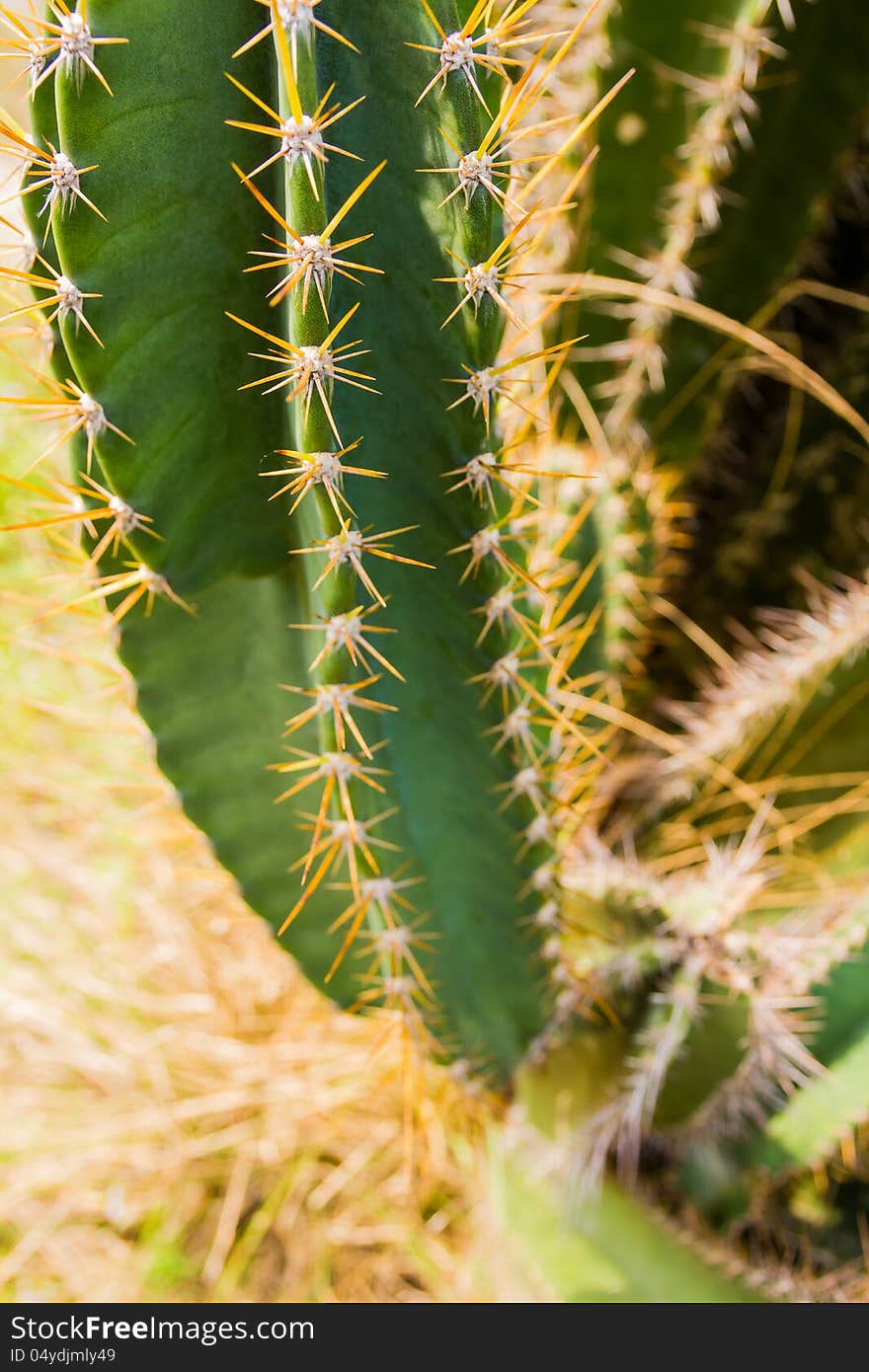 Green cactus plant with prickly