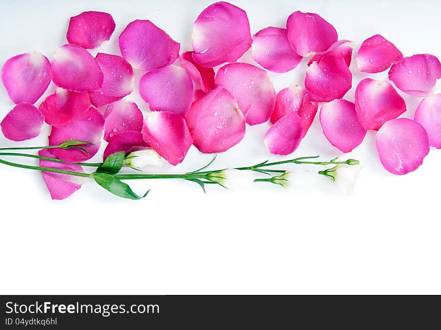 Background pink rose petals and flowers