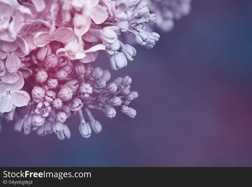 Background for design of lilac flowers. Background for design of lilac flowers