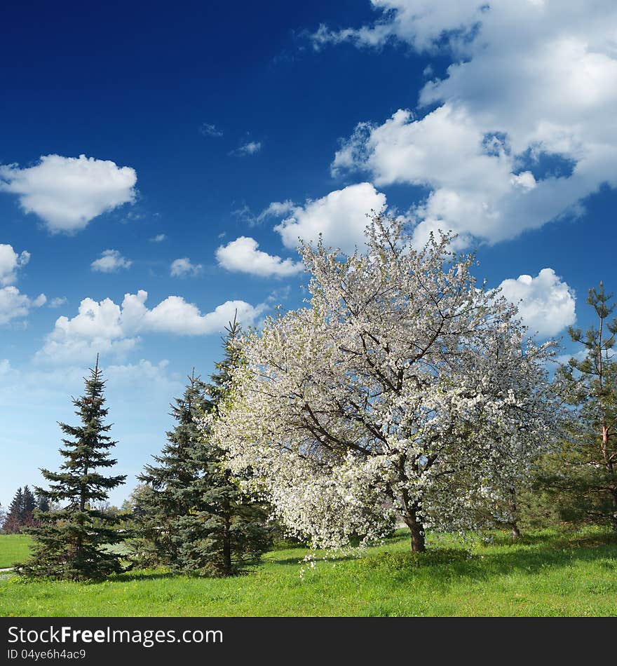 Flowering Cherry in the garden