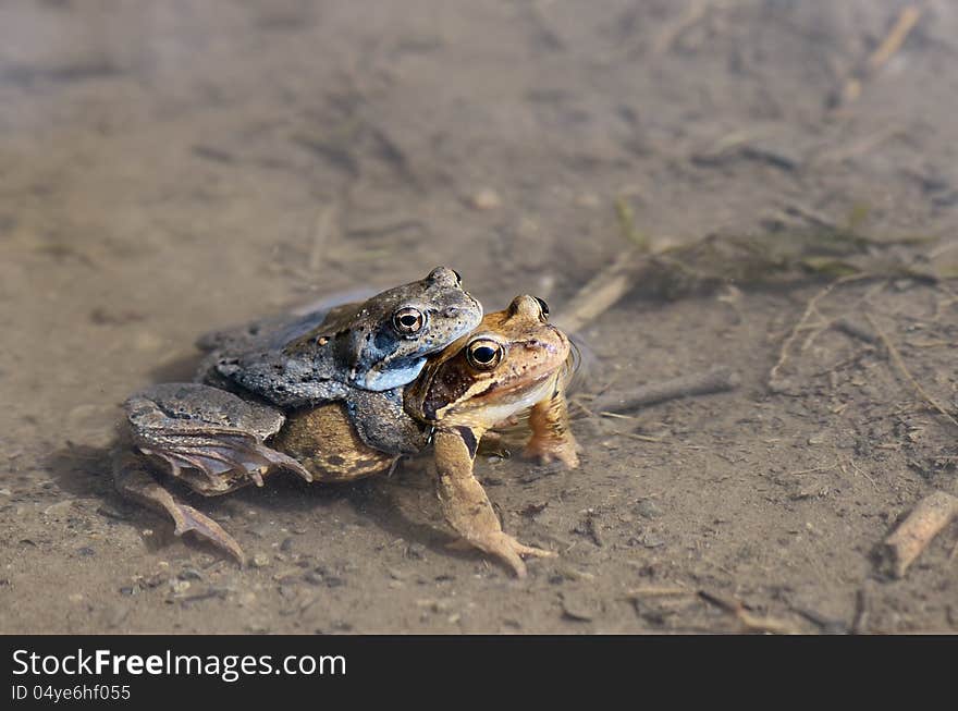 Mating frogs