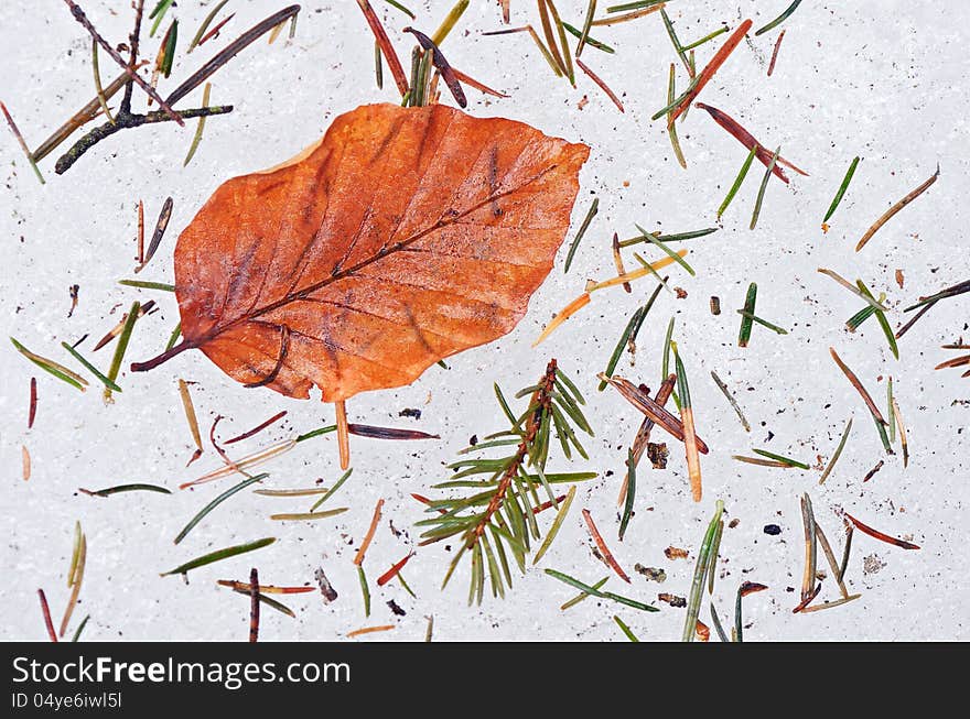 Autumn orange leaf on the ice. Autumn orange leaf on the ice