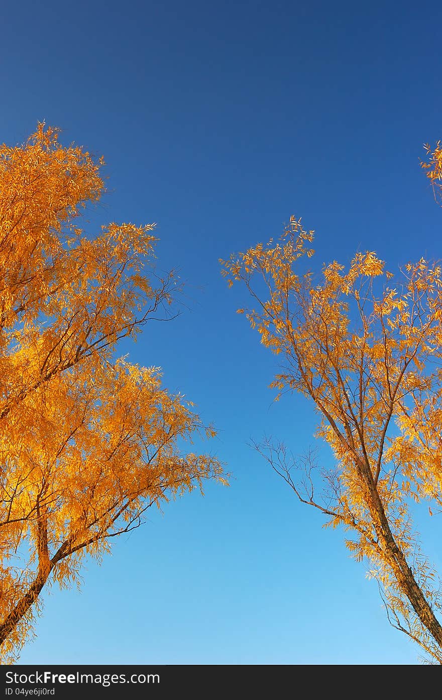 Branches of autumn trees against the blue sky