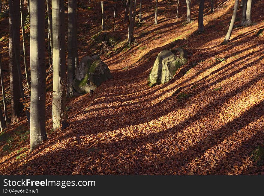 Shadows of the trees in the autumn forest