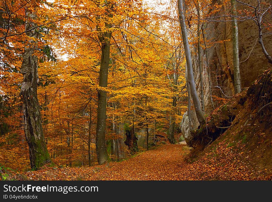 Road in the autumn forest with beautiful trees