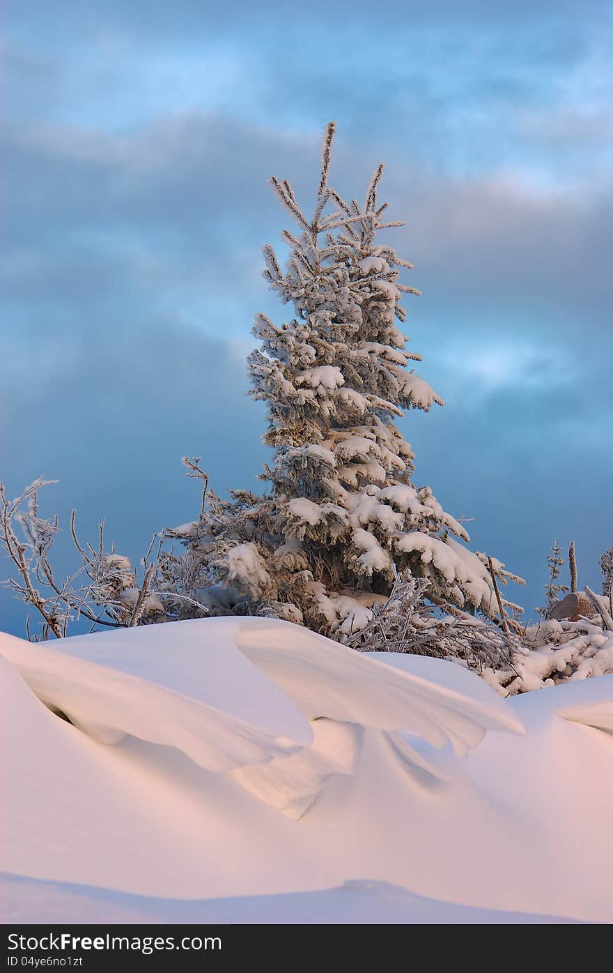 Tree in the snow and the snowdrift. Tree in the snow and the snowdrift