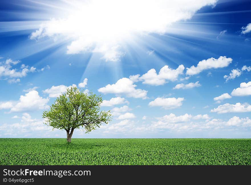 Lonely tree in field and blue sky with clouds. Lonely tree in field and blue sky with clouds