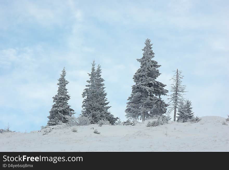 Snow-covered Trees