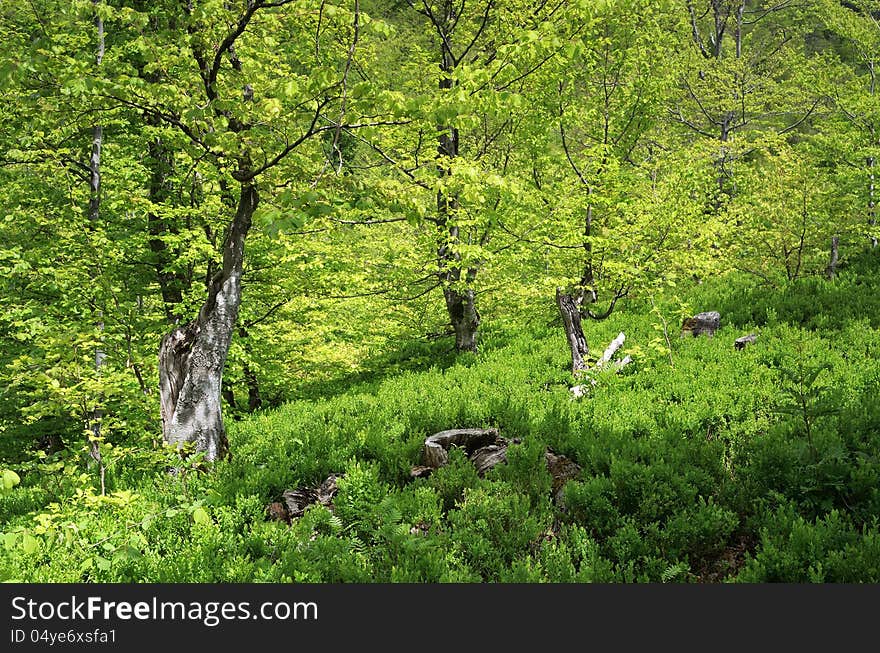 Bright summer landscape with lush greenery. Bright summer landscape with lush greenery