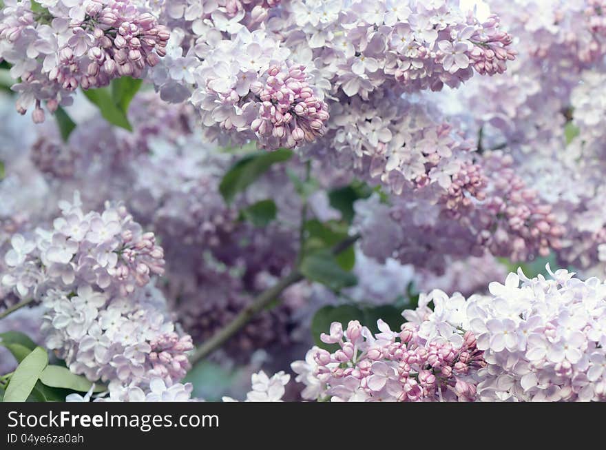 Spring flowers of lilac