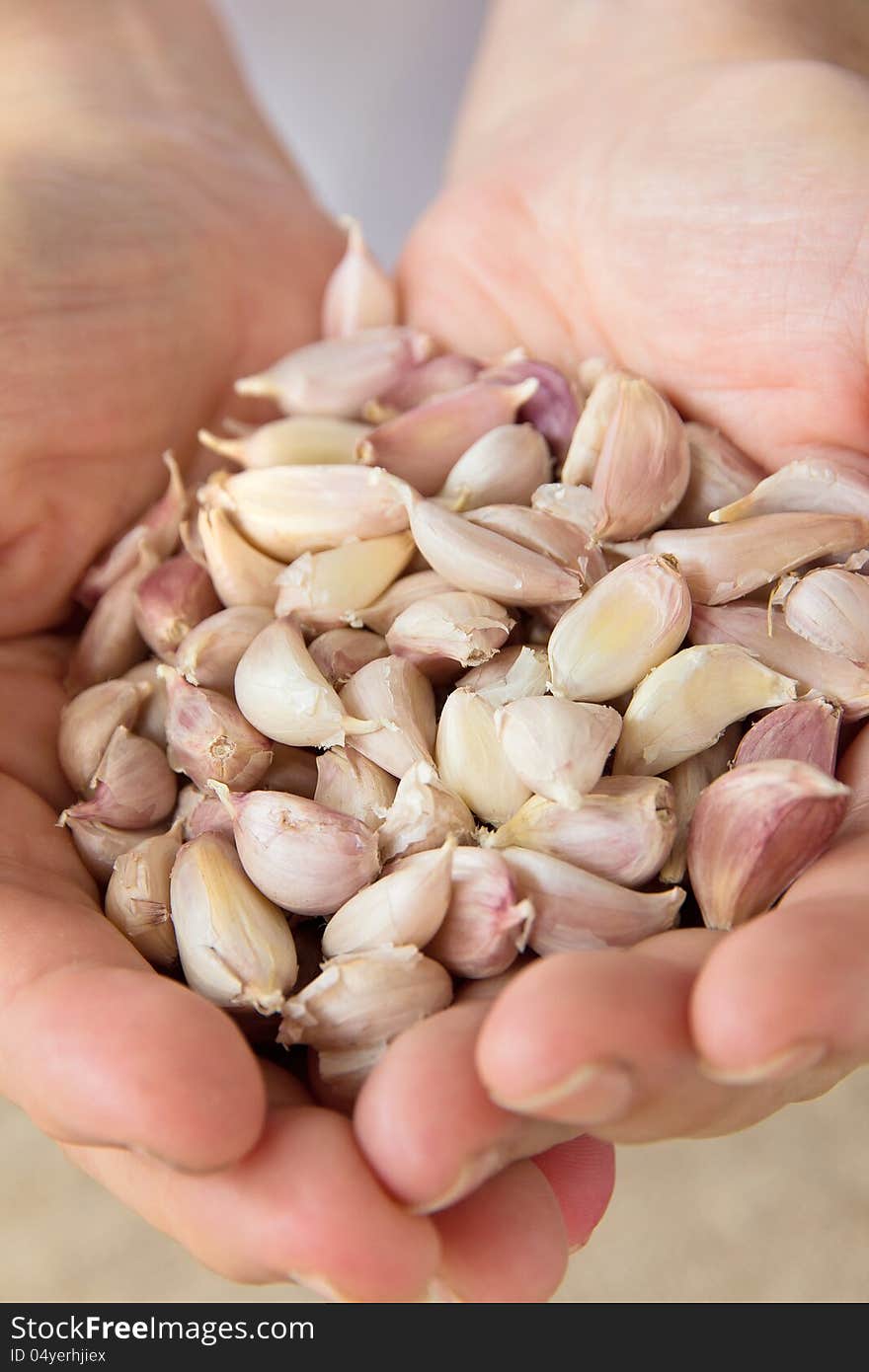 Close up of hand holding garlic