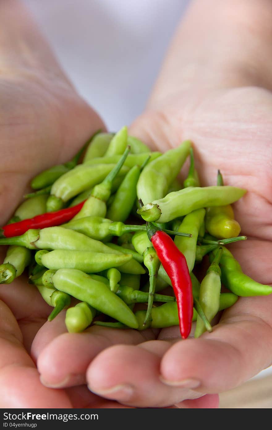 Close up of hand holding Chili pepper