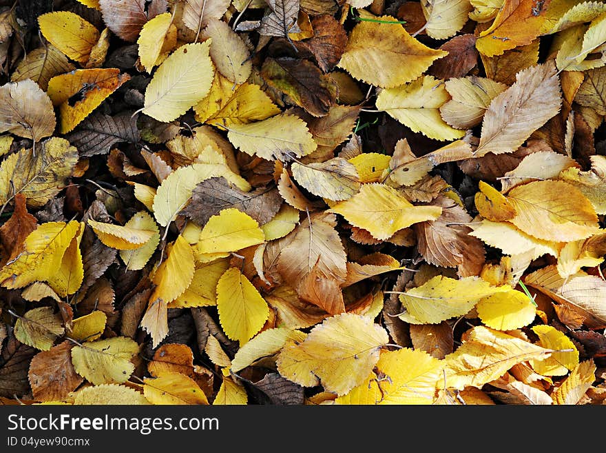 Abstract background of dried brown and golden yellow autumn or fall leaves marking the changing of the seasons