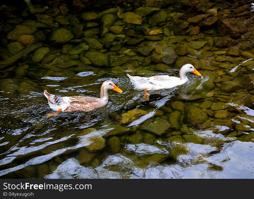 Duck, creeks and cobblestone