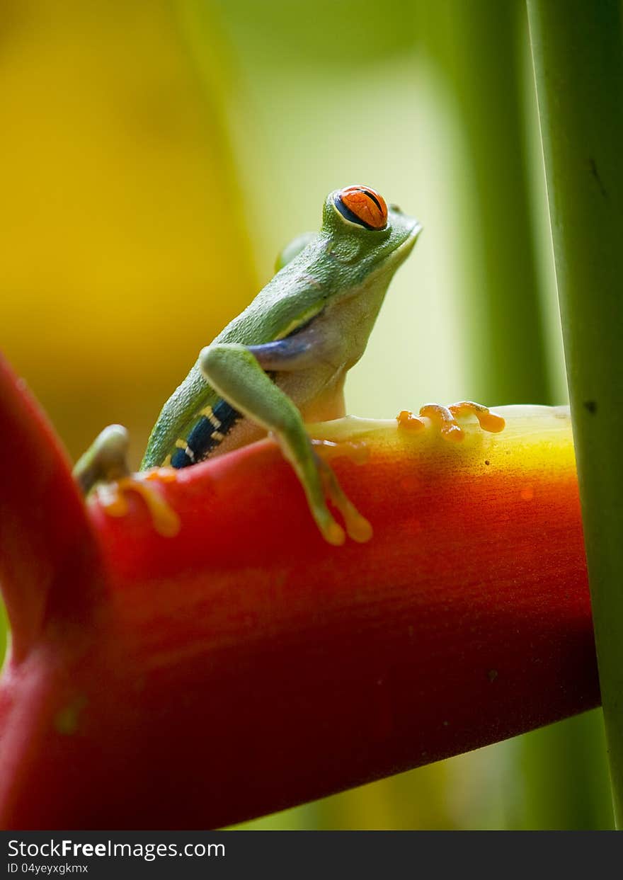 The famous red eyed tree frog (Agalychnis Callidryas) in Costa Rica