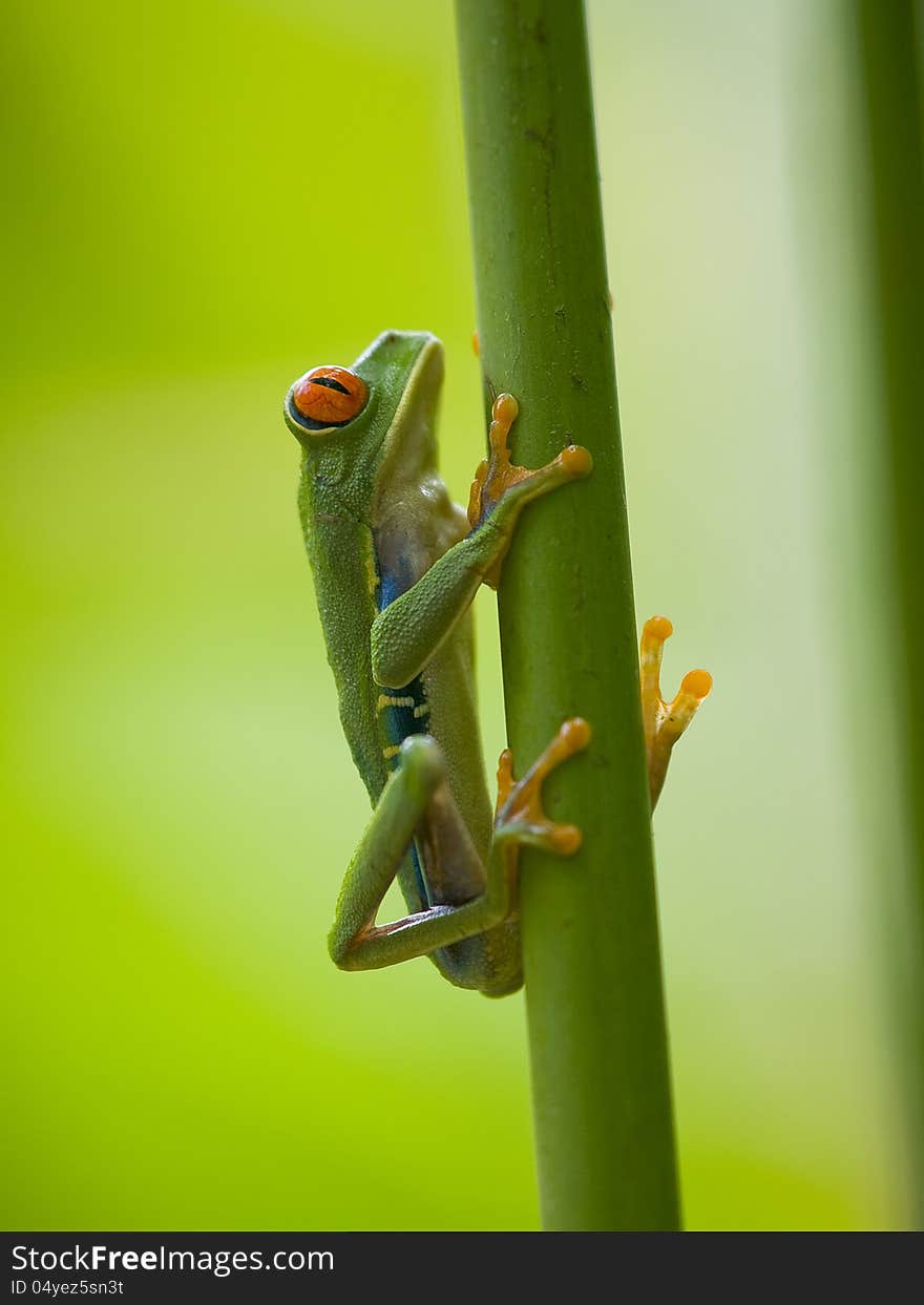 The famous red eyed tree frog (Agalychnis Callidryas) in Costa Rica