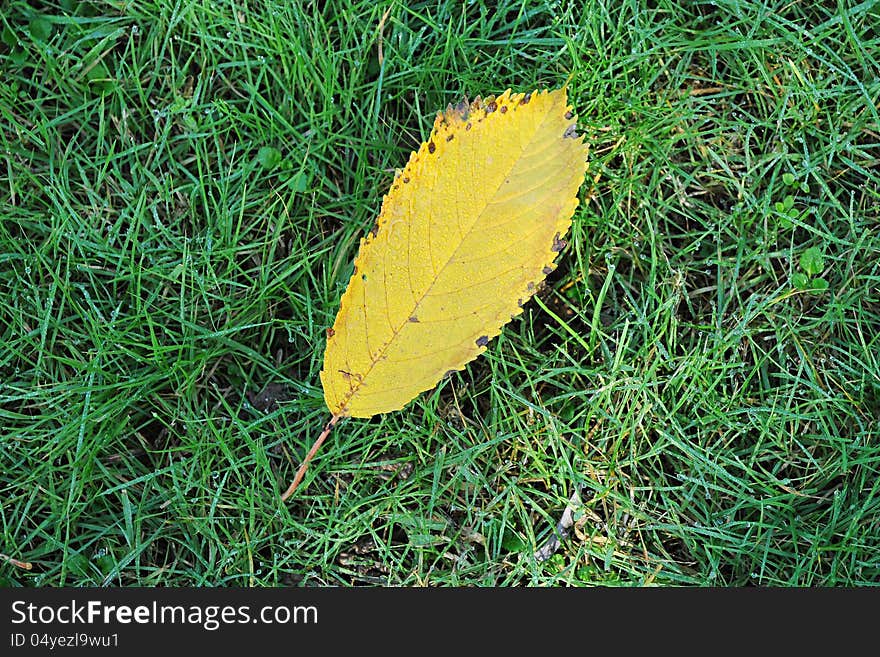 Yellow autumn leaf on green grass